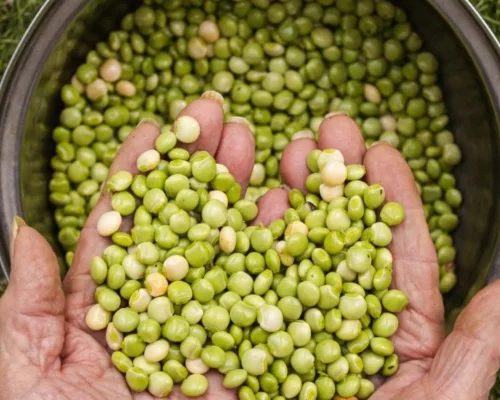 Pigeon Peas